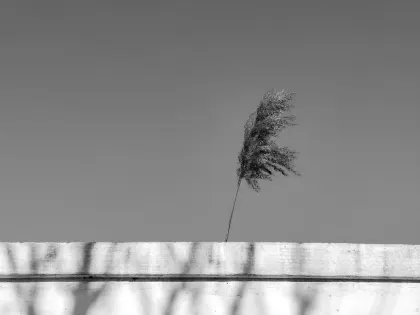 Jazz Kasino Apl Mudah Alih